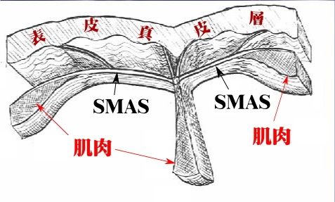 SMAS筋膜層