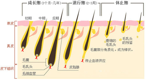 脫毛為什么一次性脫不干凈？原因在這里