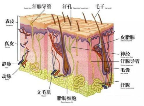 激光美容儀器有什么獨特之處？