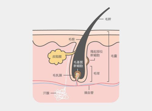 日式脫毛、家用脫毛儀及激光脫毛的功效價格大評比
