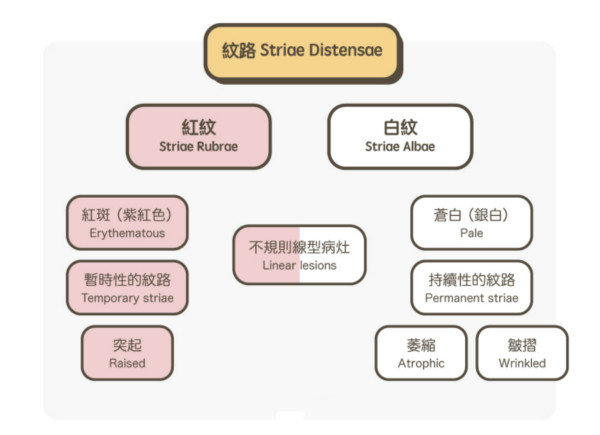 一文秒懂！妊娠紋肥胖紋保養(yǎng)、治療及預(yù)防全攻略