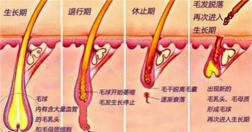 毛發(fā)生長規(guī)律